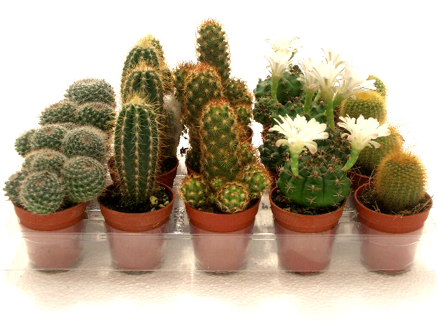 Bandeja cactus M6
