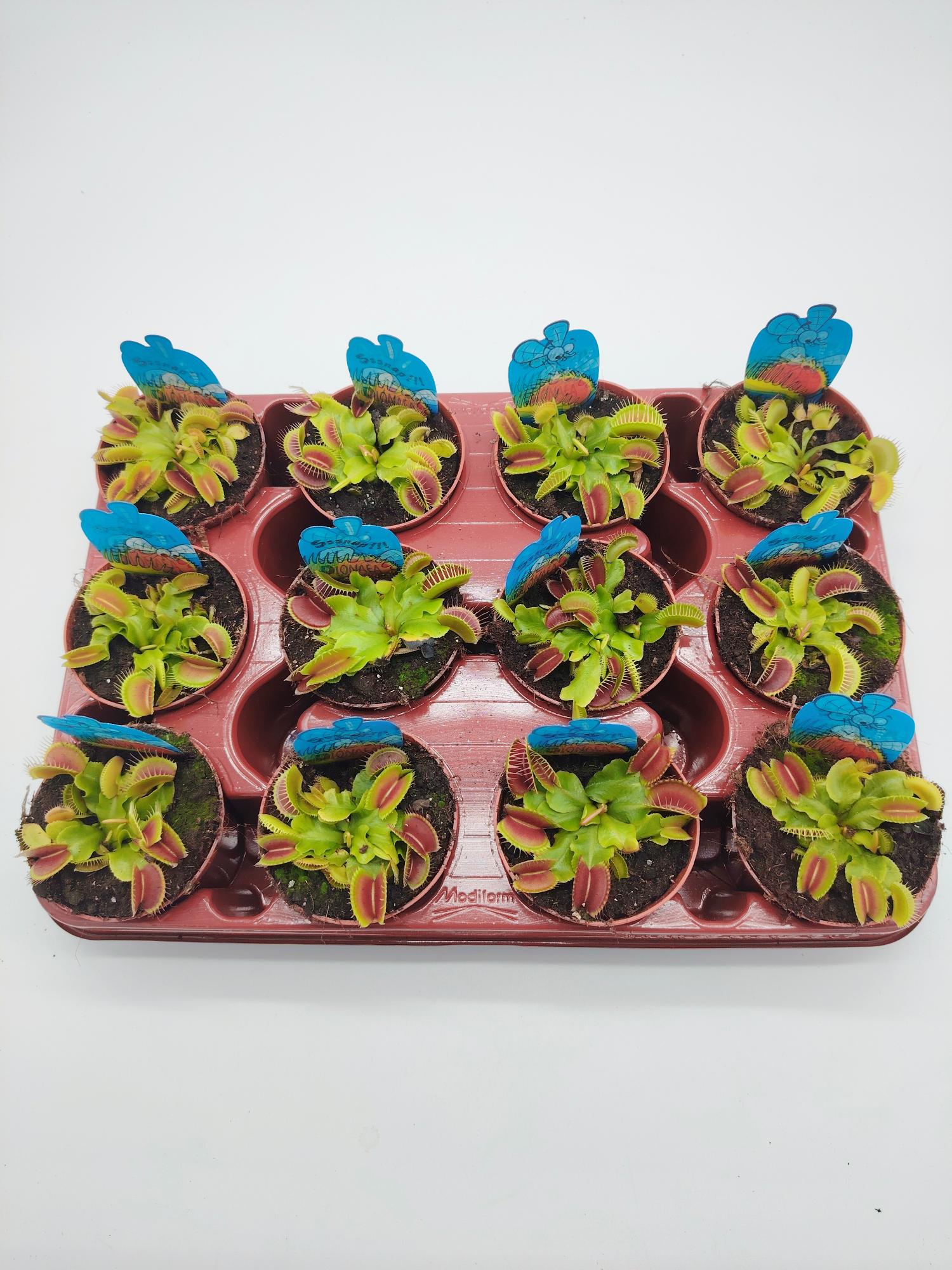 Bandeja Dionaea muscipula