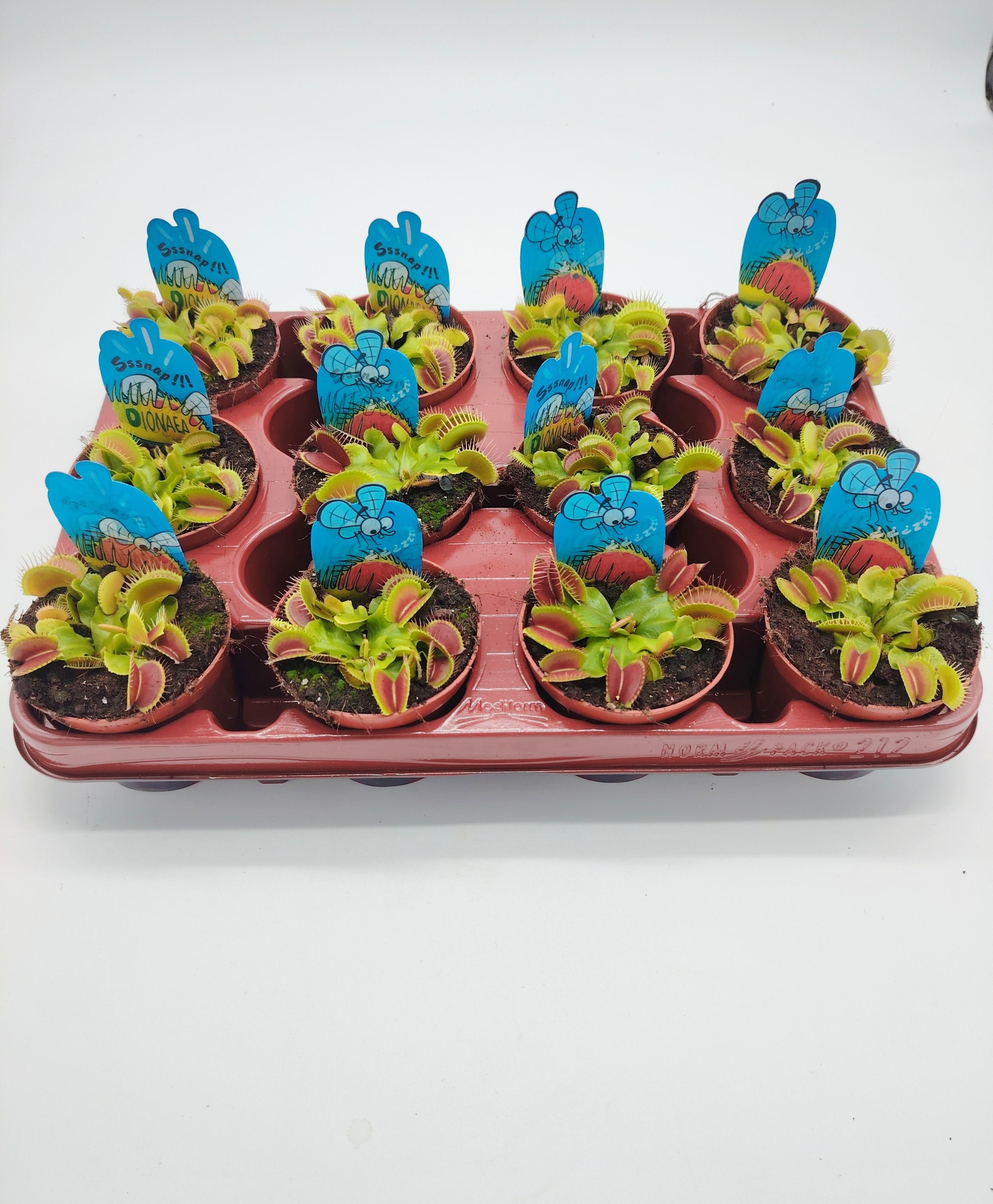 Bandeja Dionaea muscipula