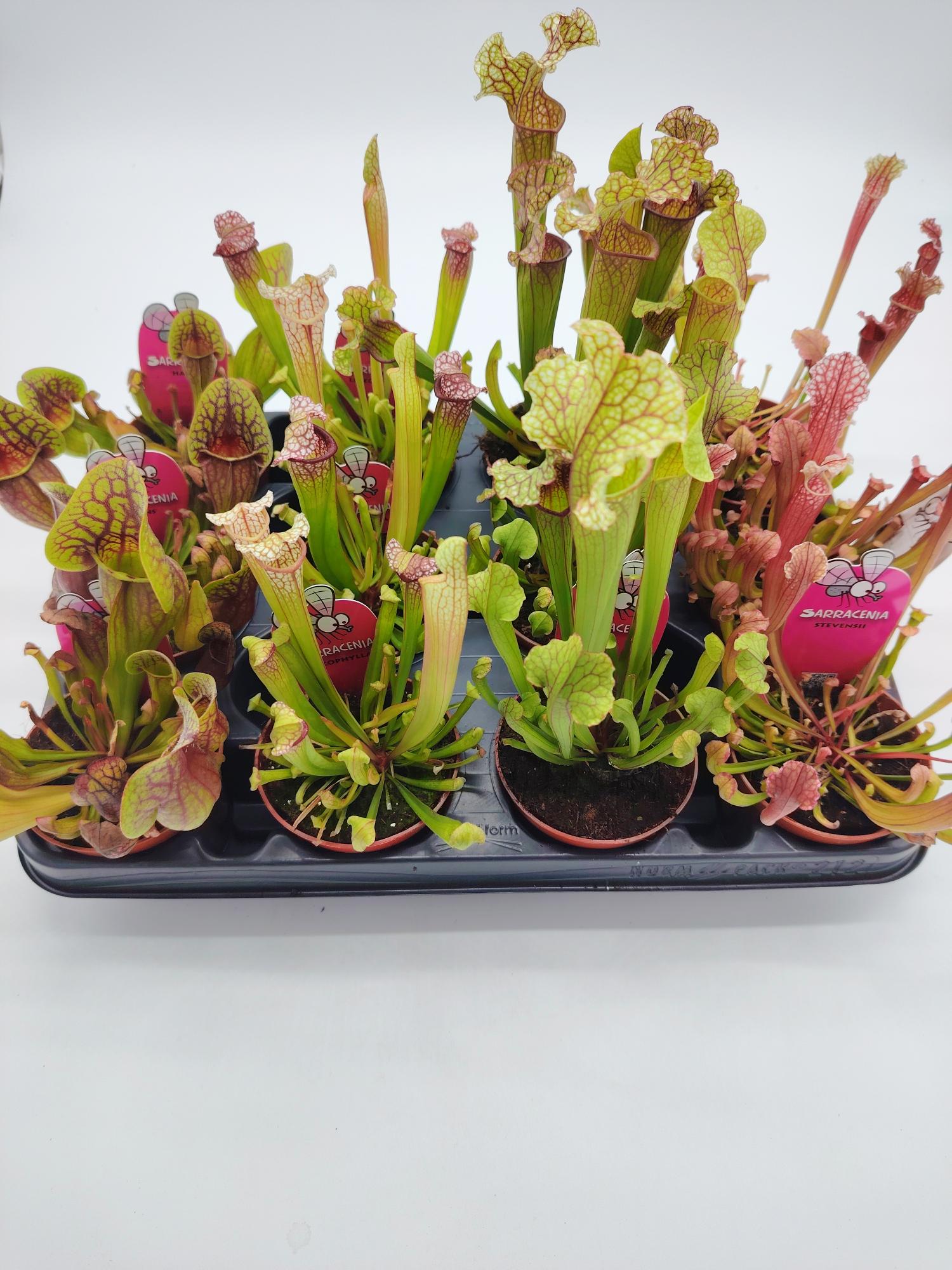 Bandeja Sarracenia Mix