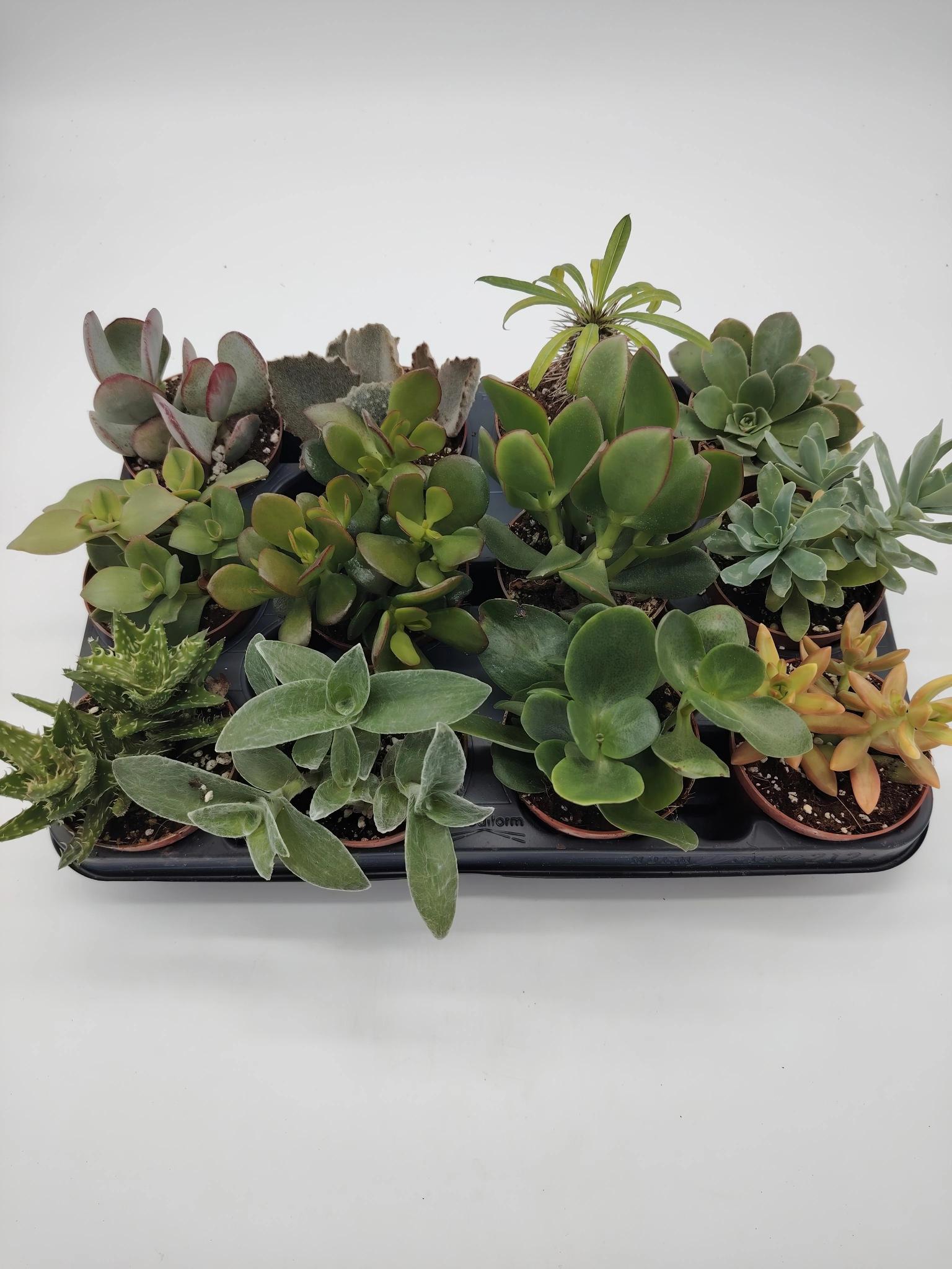Bandeja Planta Crasa M9