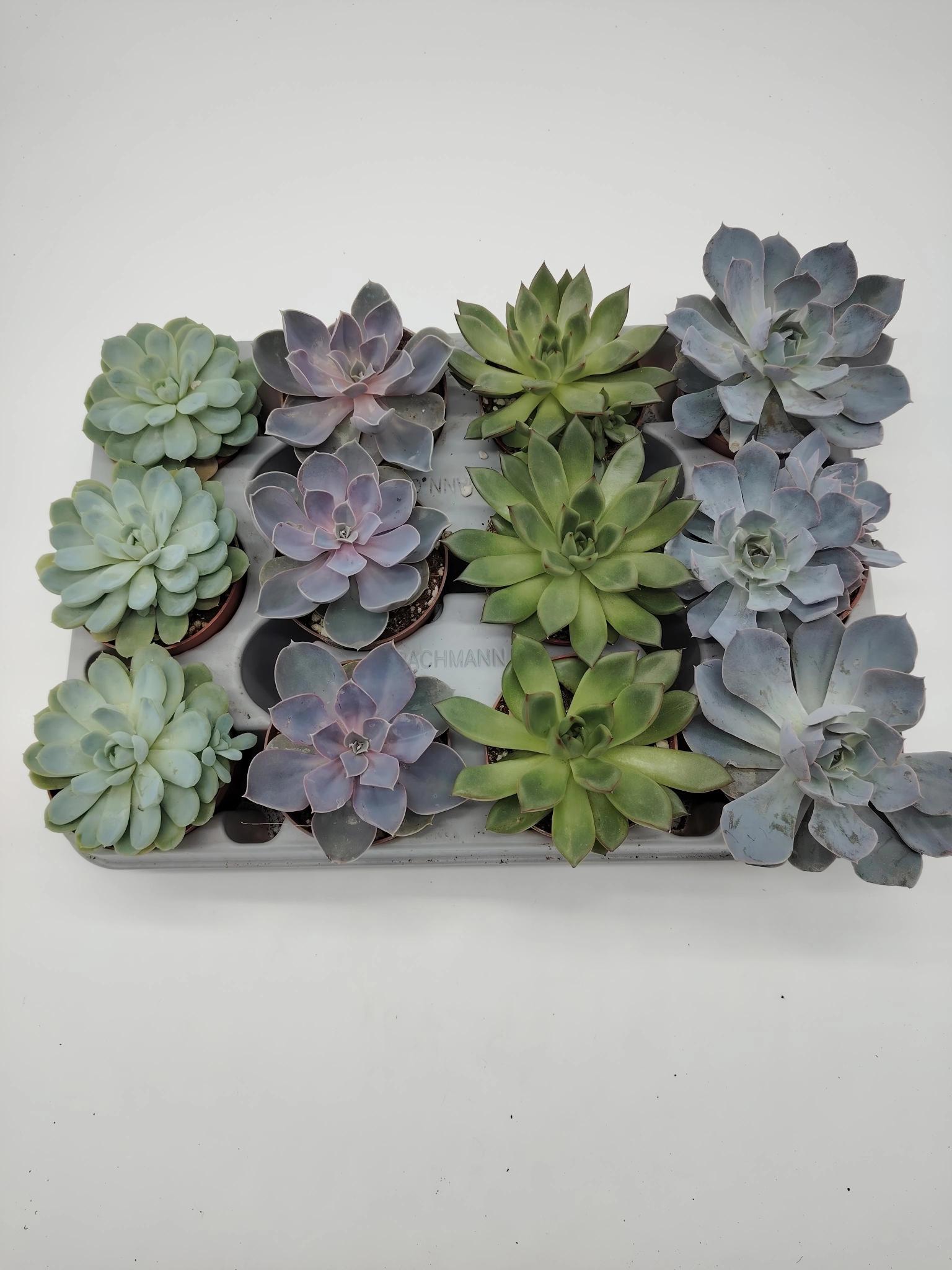 Bandeja Echeveria Mix M9