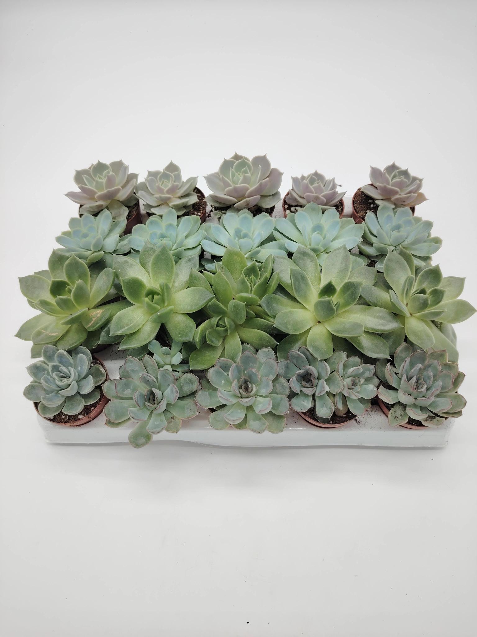 Bandeja Echeveria Mix M6