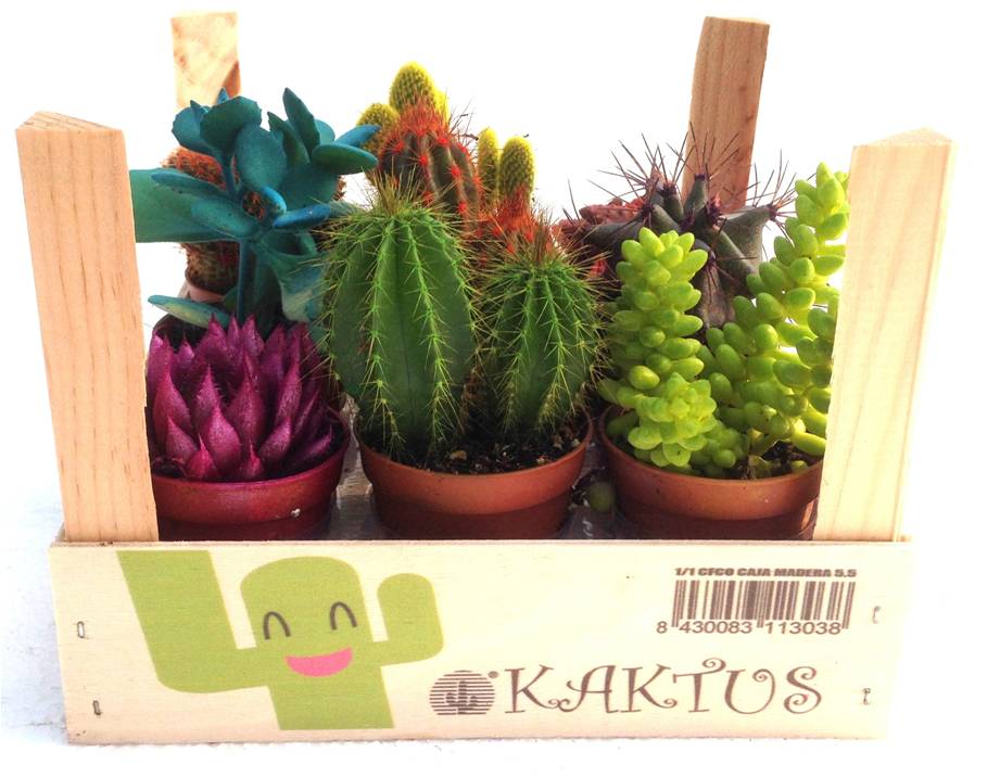 Segundo Prodcuto Nuevo